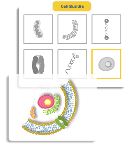 Cell Bundles structures