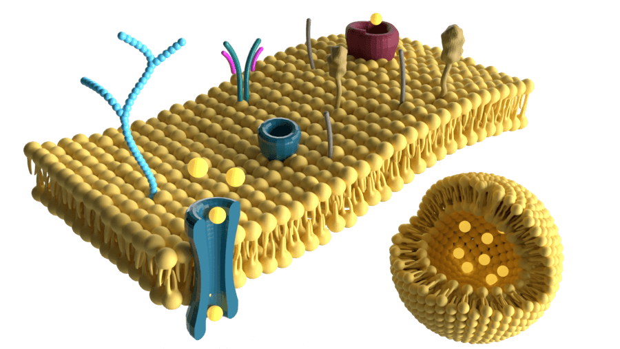 Cell Membrane 3D Models