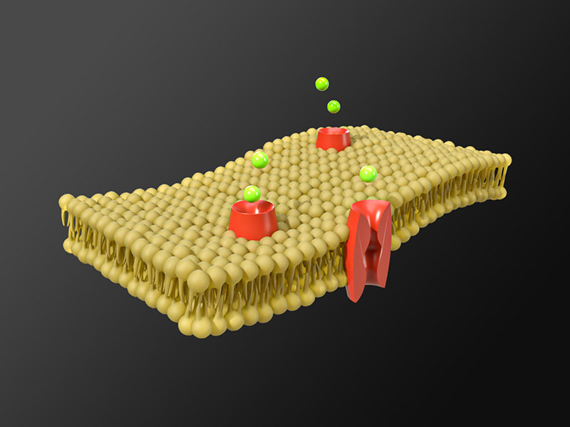 Cell membrane design