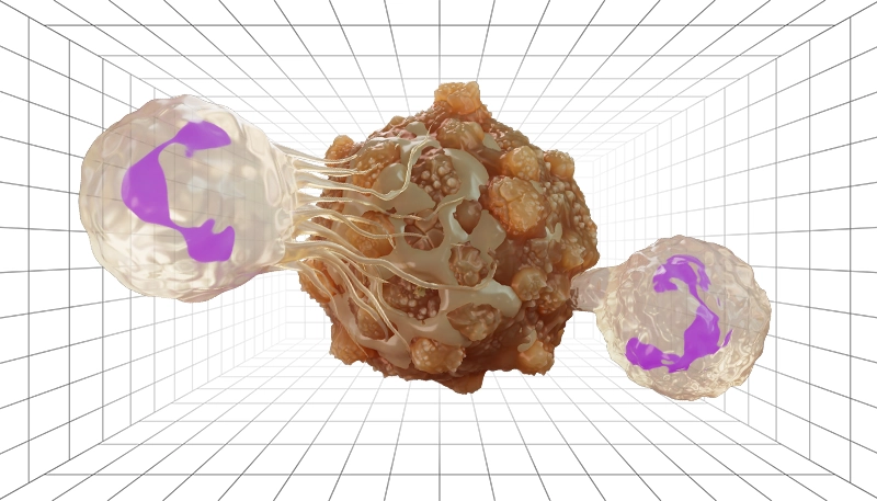 Cancer Cell Illustrations Immune System
