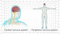 Central nervous system Peripheral