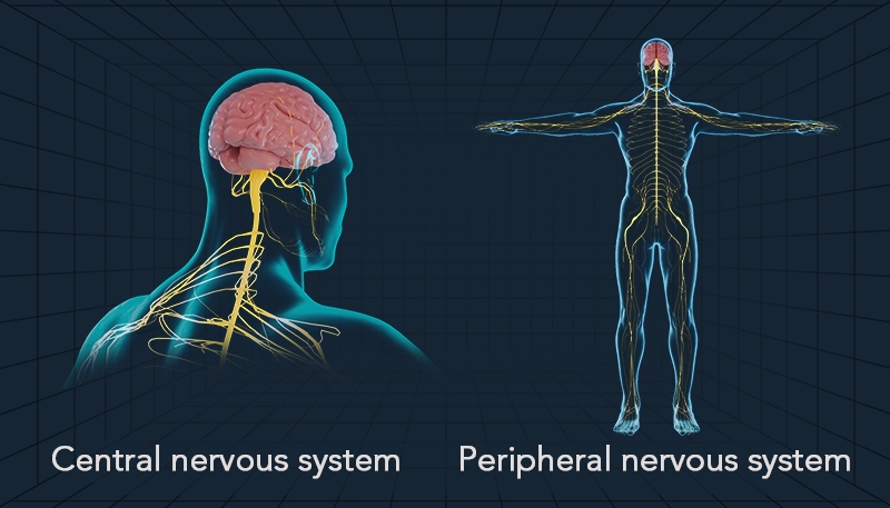 Central nervous system Peripheral black background