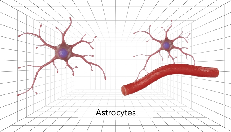 Nervous System Astrocytes