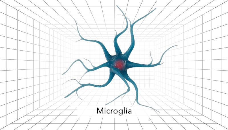 Nervous System Microglia