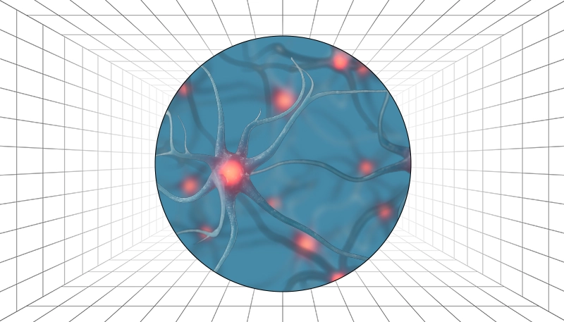 Nervous System Neural Networks