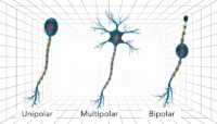Nervous System Neuron Structures
