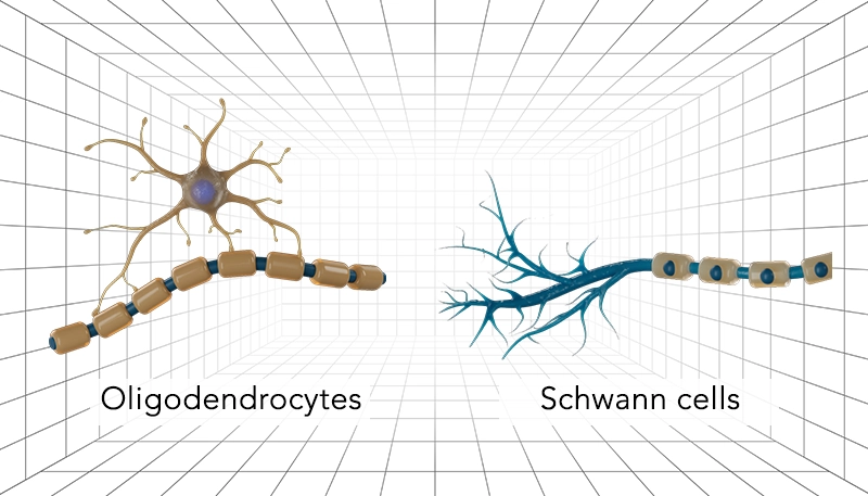 Nervous System Oligodendrocytes