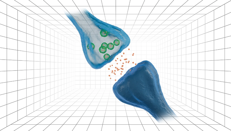 Nervous System Synapse and Signaling