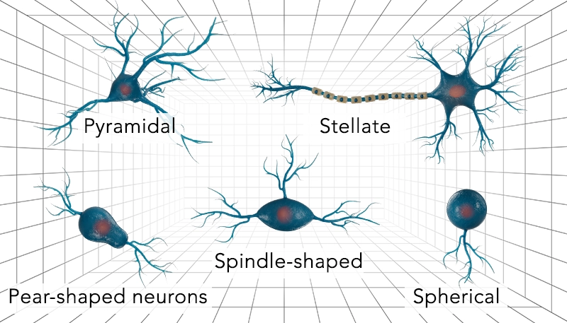Nervous system illustration in 3D Neuron types